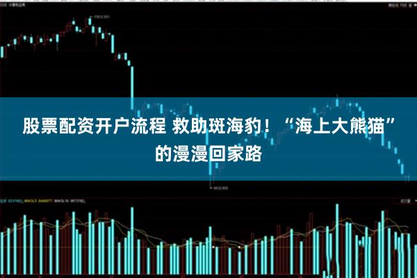 股票配资开户流程 救助斑海豹！“海上大熊猫”的漫漫回家路